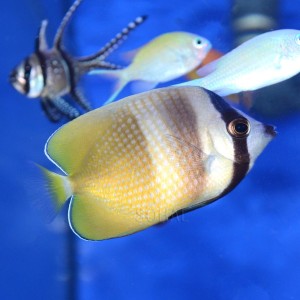 Chaetodon  kleinii 5 cm. zjada aiptasie