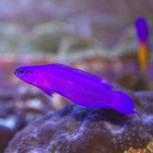 Pseudochromis fridmani S ok. 3 cm.
