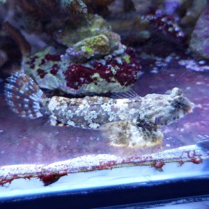 Synchiropus ocellatus M mandaryn