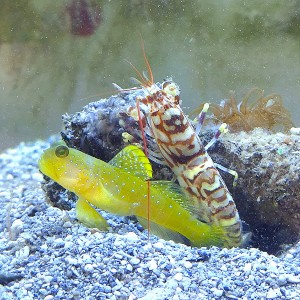 Cryptocentrus cinctus żółty + Alpheus bellulus krewetka symbiotyczna 