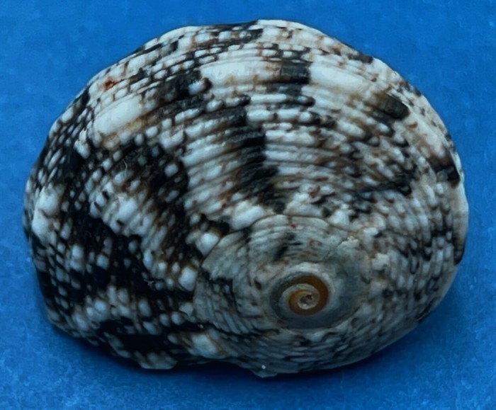 87446b37-6b6a-5f64-9bce-d49193b1e696__11614.jpg