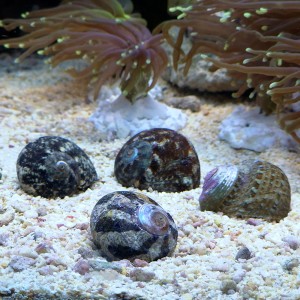 Ślimak turbo Lunella cinerea 3-4cm.