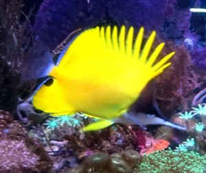 Forcipiger flavissimus ok.5-6 cm. 