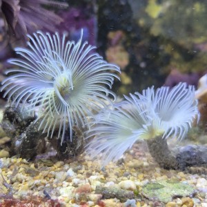 Rurówka Sabellastarte