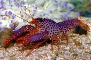 Enoplometapus debelius homar rafowy ok 4-5 cm.  