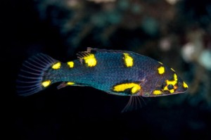 Bodianus-mesothoraX.jpg