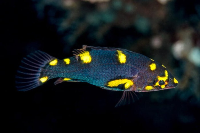 Bodianus-mesothoraX.jpg