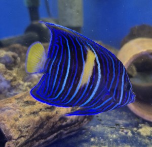 Pomacanthus maculosus ok 6-7cm