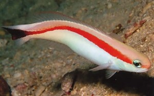 Hoplolatilus marcosi M ok. 10cm