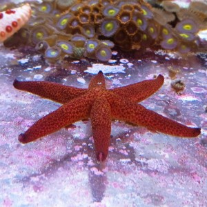 Rozgwiazda Echinaster  ok 6-7cm