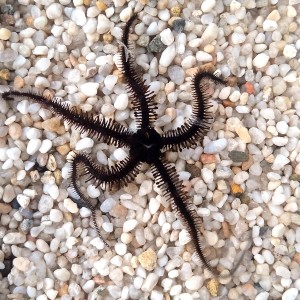 Wężowidło Ophiocomina scolopendrina