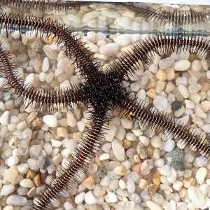 Wężowidło Ophiomastix janualis