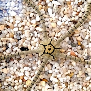 Wężowidło Ophiolepis superba