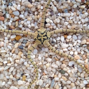 Wężowidło Ophiolepis superba