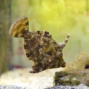 Acreichthys tomentosus L