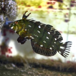 Novaculichthys taeniourus ok 8-9cm