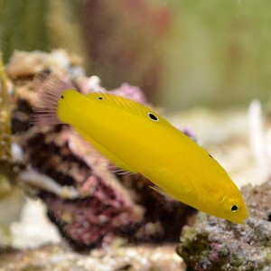 Halichoeres chrysus S ok 5-6cm