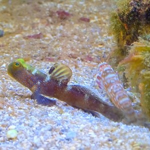 Cryptocentrus sp. + Alpheus bellulus krewetka symbiotyczna 