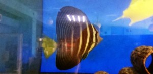 Zebrasoma veliferum 3-4cm