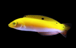 Halichoeres trispilus S ok 4-5cm