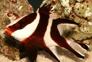 Lutjanus sebae - ok. 23cm. 