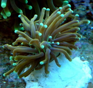 Euphylia glabrescens dragon soul 3 główki