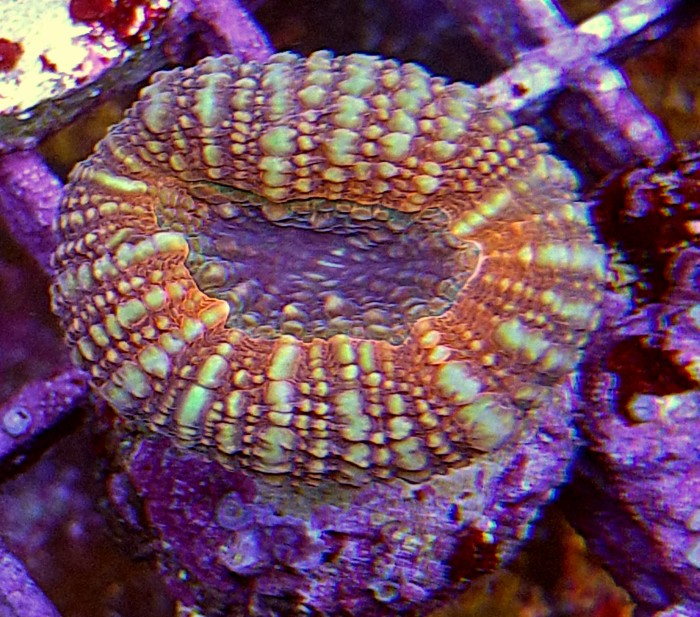 DSC_0131.JPG