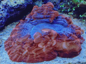 Cynarina lacrymalis  ok 12cm.