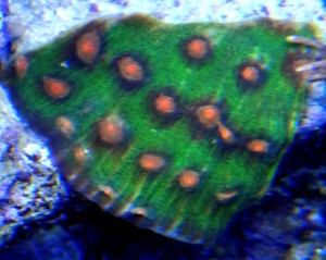 Echinophyllia chalice ok 6-7cm