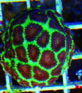 favia ultra  fluo green red eye