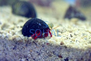 Krab pustelnik Paguristes cadenati 