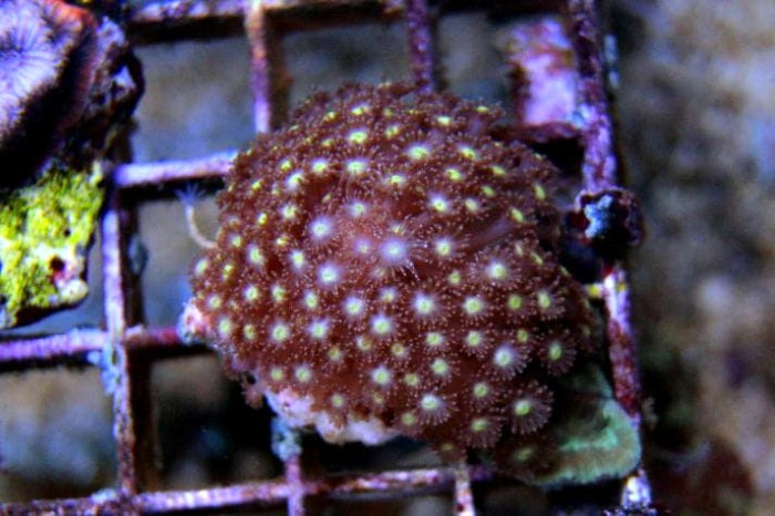 goniopora-minor.jpg