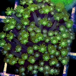 Goniopora minor drobne polipy