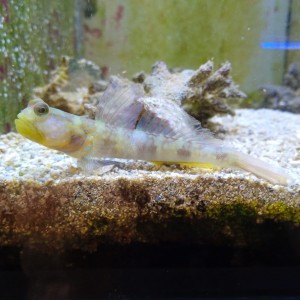 Cryptocentrus fasciatus ok 8-9cm + krewetka alpheus bellulus