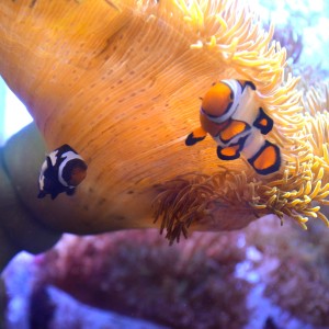 Amphiprion Ocellaris dobrana para wyoming + black snowflake - Błazenek ok 4-5cm. 
