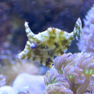 Acreichthys tomentosus M ok 4cm.