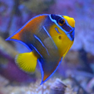 Holacanthus ciliaris  ok. 5-6cm. 