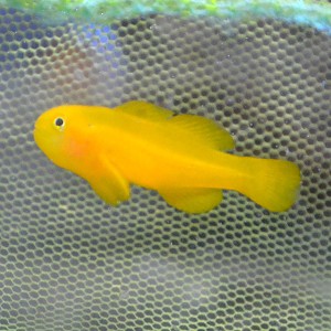 Gobiodon okinawae ok 2-3cm