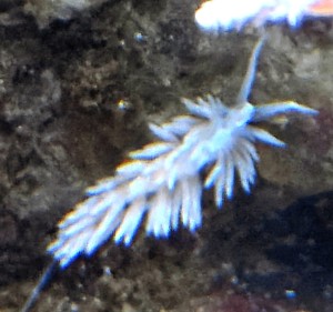 Berghia bergia ślimak na aiptasie ok .2-2,5cm.