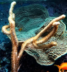 Plexaurella ok 13cm na podstawce 