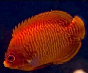 Centropyge aurantia ok. 4-5 cm. 