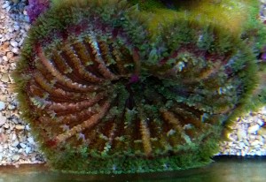 Ukwiał Stichodactyla  tapetum 