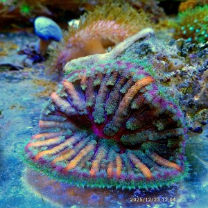 Ukwiał Stichodactyla  tapetum 