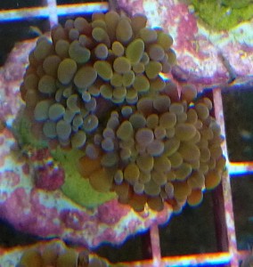 Euphylia paraancora orange 1gł.  