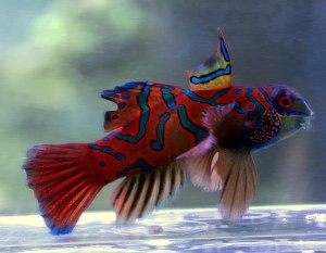 Synchiropus Splendidus  Mandaryn wspaniały samiec