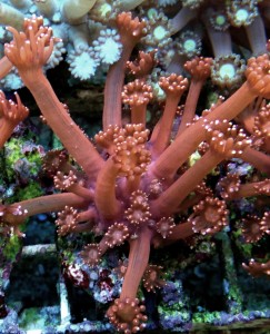 Goniopora Red