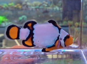 Amphiprion ocellaris błazenek Wyoming ok 4-5cm 