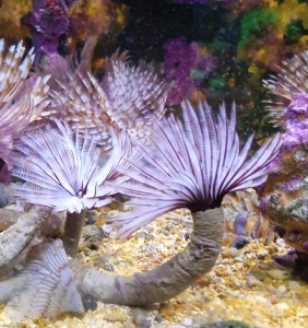 Rurówka Sabellastarte spectabilis