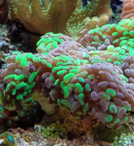 Euphylia paraancora bicolor 4 gł. 