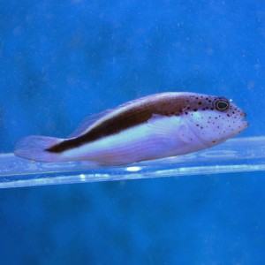 Paracirrhites forsteri  Żagiewka ok 5cm. 